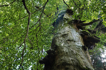 屋久島の立派な屋久杉