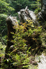屋久島の屋久杉と苔