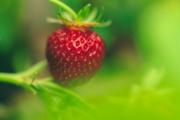 Strawberry field in the morning close up, no person