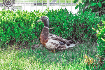 A duck walks on a green lawn on a warm and sunny summer day