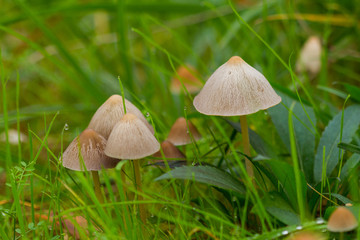 Pilze auf einer Wiese