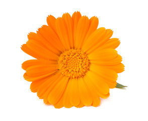 marigold flower head isolated on white background. calendula flower. macro
