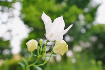 Fototapeta premium キキョウの花