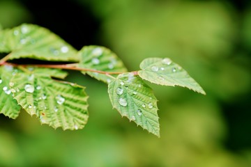 雨に濡れる葉