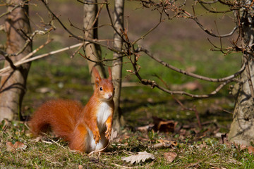 Aufmerksames Eichhörnchen am Wegesrand