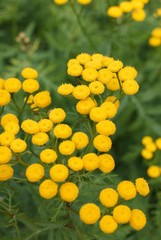 bright yellow flowers and insects hiding in them