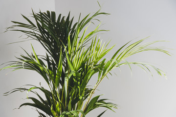 golden cane palm tree in indoor setting with white background
