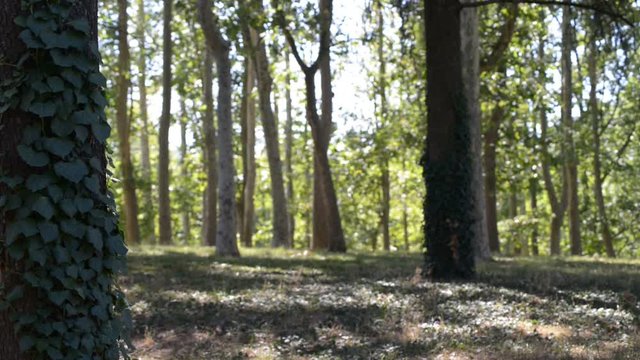 leggera brezza nel bosco fitto tra ombre e luci in una giornata di estate  