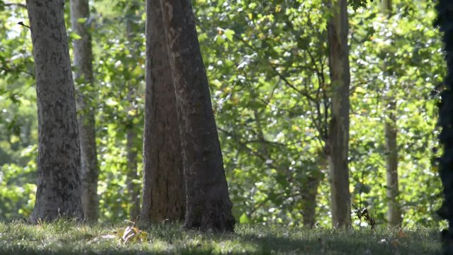 leggera brezza nel bosco fitto tra ombre e luci in una giornata di estate  