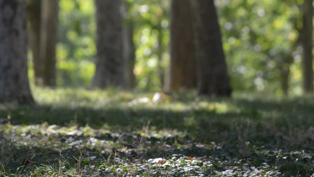 leggera brezza nel bosco fitto tra ombre e luci in una giornata di estate  