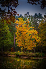 Baum mit gelben Blättern im Herbst