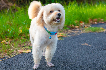 Puppy poodle dog, Cute white poodle dog on green park background, background nature, green, animal, relax pet, puppy poodle dog standing looking