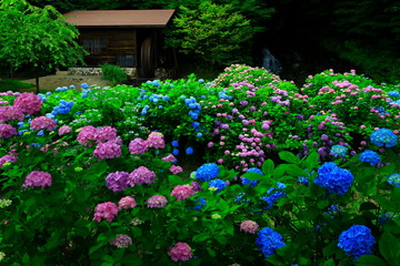 紫陽花と水車小屋