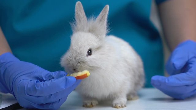 Vet feeding fluffy rabbit with apple, healthy natural food for pets, vitamins