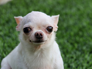 Small white short hair Chihuahua dog sit on the green grass make funny face with narrow eyes and put her tongue out.