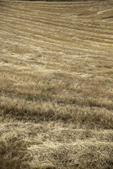 Wheat fields