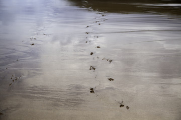 Footprints on the beach