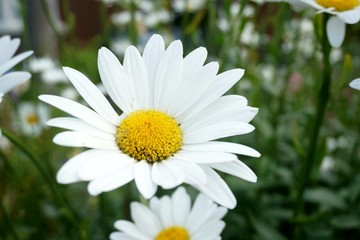 Obraz premium daisies in the garden