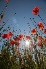 mohn von unten
