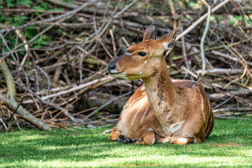 Nyala Antelope - Tragelaphus angasii. Wild life animal.