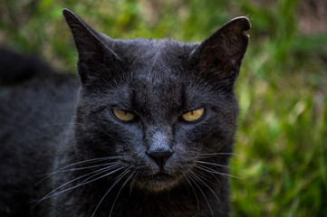 gato serio