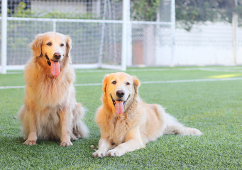 Two golden retriever dog  on the green grass smile happily  with their tongue out , one sitting while another one laying down ,making cute face. - Powered by Adobe