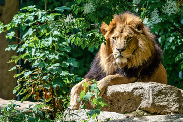 The lion, Panthera leo is one of the four big cats in the genus Panthera