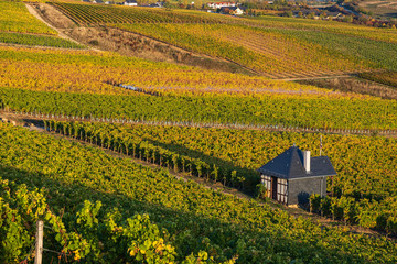 Herbstlich gefärbter Weinberg im Rheingau