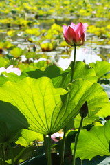 夏の花、蓮と蓮池です