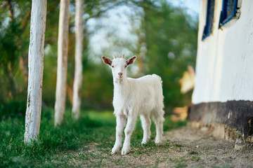 Obraz premium white goat on a farm