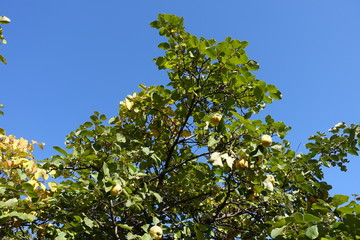 Fototapeta na wymiar Branch of quince with fruits against blue sky in October