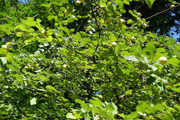 Lots of fruits on quince tree in autumn