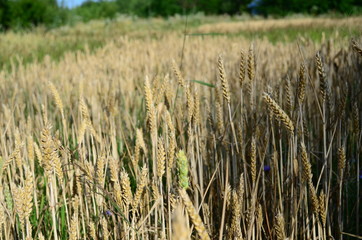 Golden ears of wheat on the field