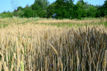 Golden ears of wheat on the field