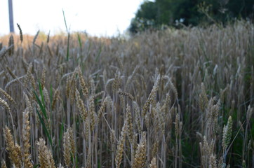 Golden ears of wheat on the field