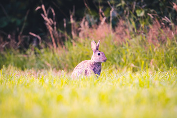 hase