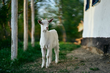 goat on a meadow