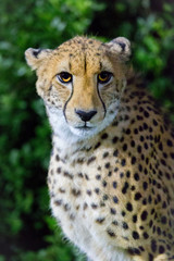 attentive cheetah head and shoulder detail with an intense gaze