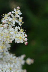 Fern-leaf dropwort