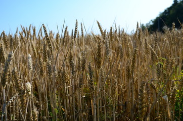 Golden ears of wheat on the field