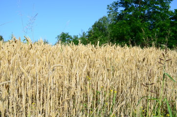 Golden ears of wheat on the field