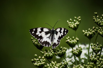 mariposa en flor