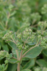 Stonecrop Herbstfreude