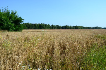 Golden ears of wheat on the field