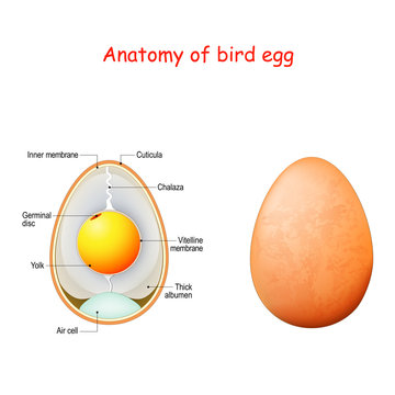 Anatomy of bird egg. Schematic of a chicken egg