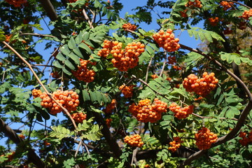 Foliage and berries of rowan against blue sky in September