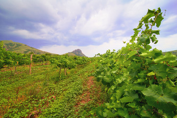 Fototapeta na wymiar Crimean vineyard in mountains at stormy weather