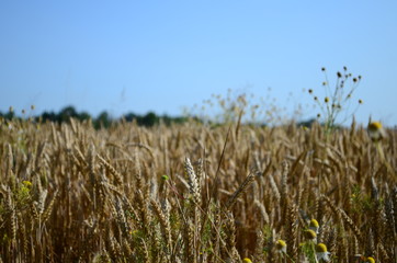 Golden ears of wheat on the field