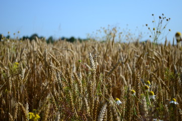 Golden ears of wheat on the field