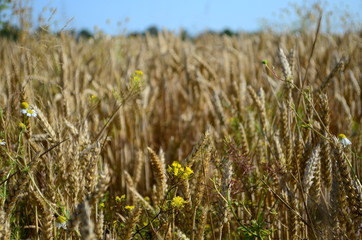 Golden ears of wheat on the field